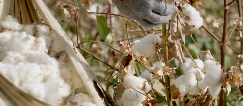 Organic September 🌎