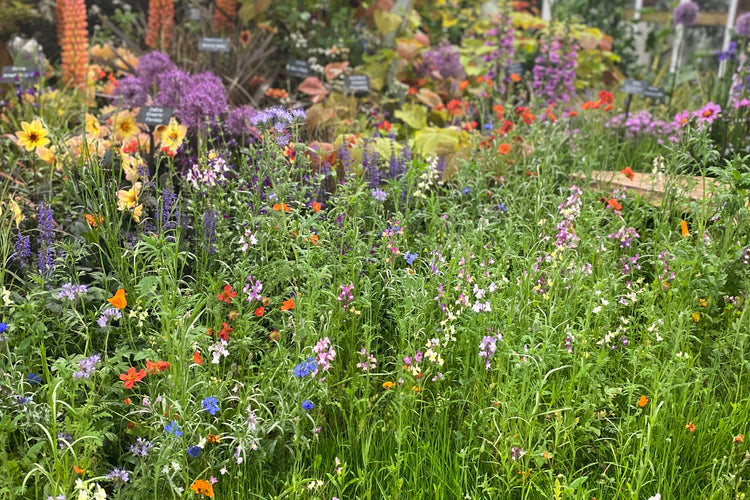 Inspired by Nature | Chelsea Flower Show
