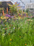 Inspired by Nature | Chelsea Flower Show